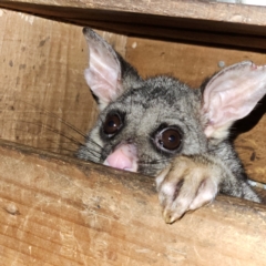 Trichosurus vulpecula (Common Brushtail Possum) at Braidwood, NSW - 22 Mar 2024 by MatthewFrawley