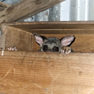 Trichosurus vulpecula at QPRC LGA - 22 Mar 2024