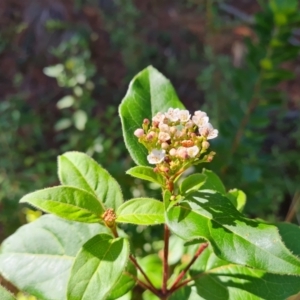 Viburnum tinus at Isaacs Ridge - 22 Mar 2024