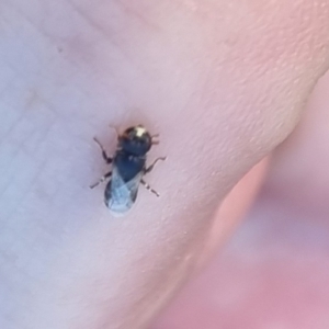 Hylaeus (Prosopisteron) sp. (genus & subgenus) at QPRC LGA - 22 Mar 2024