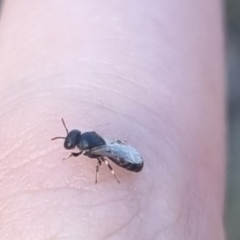 Hylaeus (Prosopisteron) sp. (genus & subgenus) at QPRC LGA - 22 Mar 2024