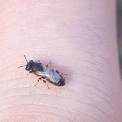 Hylaeus (Prosopisteron) sp. (genus & subgenus) at QPRC LGA - 22 Mar 2024