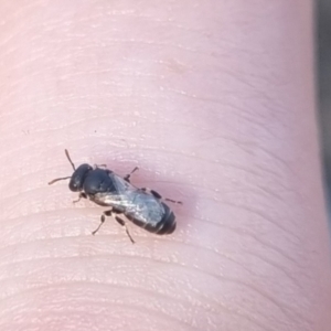 Hylaeus (Prosopisteron) sp. (genus & subgenus) at QPRC LGA - 22 Mar 2024