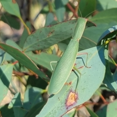 Orthodera ministralis (Green Mantid) at QPRC LGA - 22 Mar 2024 by clarehoneydove