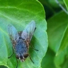 Calliphora sp. (genus) (Unidentified blowfly) at QPRC LGA - 22 Mar 2024 by clarehoneydove