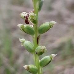 Microtis unifolia (Common Onion Orchid) at Tharwa, ACT - 5 Jan 2024 by Venture