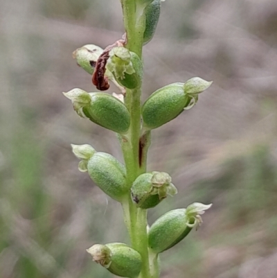 Microtis unifolia (Common Onion Orchid) at Tharwa, ACT - 5 Jan 2024 by Venture