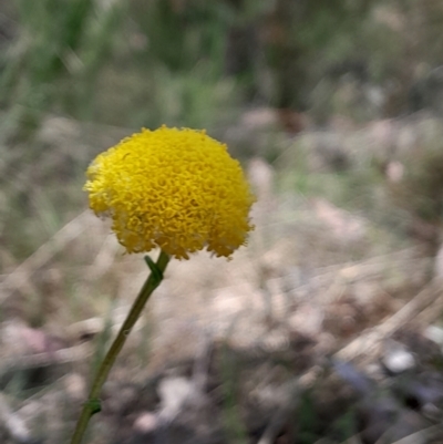Craspedia sp. (Billy Buttons) at Tharwa, ACT - 19 Nov 2023 by Venture