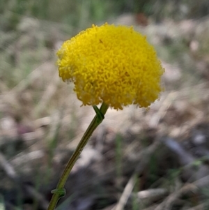 Craspedia sp. at Namadgi National Park - suppressed