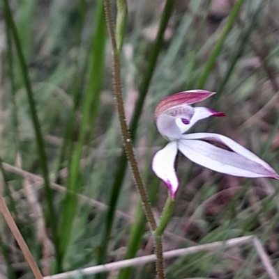 Caladenia moschata (Musky Caps) at Paddys River, ACT - 22 Oct 2023 by Venture