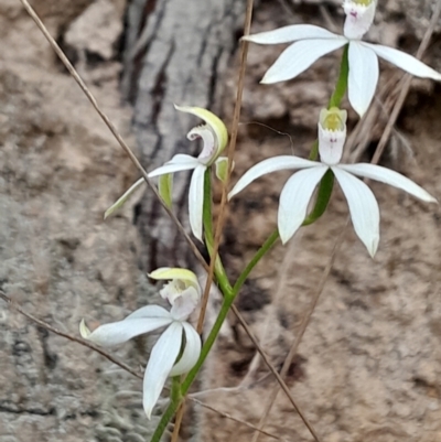 Caladenia moschata (Musky Caps) at Paddys River, ACT - 22 Oct 2023 by Venture