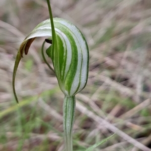 Diplodium decurvum at Namadgi National Park - suppressed