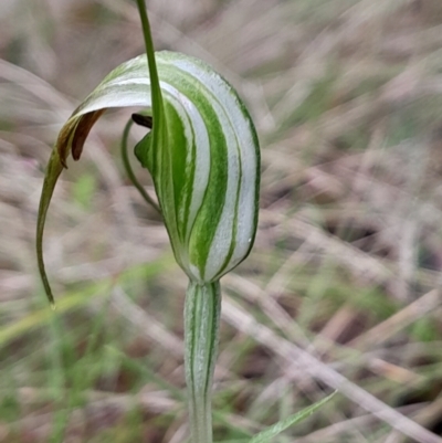 Diplodium decurvum (Summer greenhood) at Namadgi National Park - 5 Jan 2024 by Venture