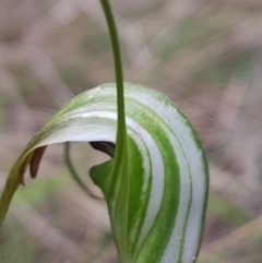 Diplodium decurvum at Namadgi National Park - suppressed