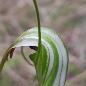 Diplodium decurvum at Namadgi National Park - suppressed