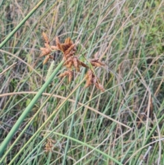 Schoenoplectus validus (River Club-rush) at Macgregor, ACT - 20 Mar 2024 by WalkYonder