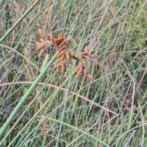 Schoenoplectus tabernaemontani at Macgregor, ACT - 20 Mar 2024