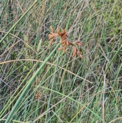 Schoenoplectus tabernaemontani at Macgregor, ACT - 20 Mar 2024