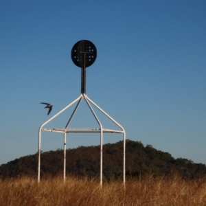 Hirundapus caudacutus at Red Hill Nature Reserve - 22 Mar 2024