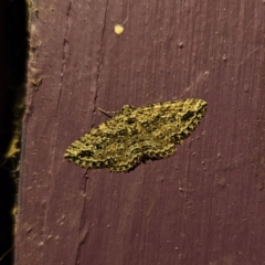 Xanthorhoe anaspila (Dark-patch Carpet) at Captains Flat, NSW - 22 Mar 2024 by Csteele4