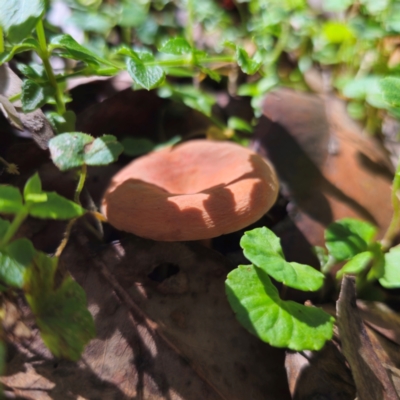 Lactarius eucalypti (Lactarius eucalypti) at QPRC LGA - 22 Mar 2024 by Csteele4