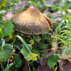 Psilocybe subaeruginosa (Psilocybe subaeruginosa) at Tallaganda State Forest - 22 Mar 2024 by Csteele4