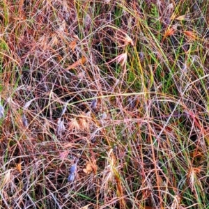 Themeda triandra at Mount Rogers - 19 Mar 2024 10:06 AM