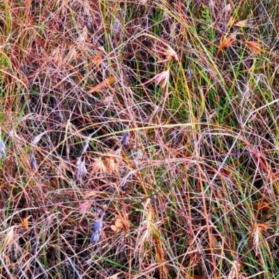 Themeda triandra (Kangaroo Grass) at Fraser, ACT - 18 Mar 2024 by WalkYonder