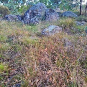 Themeda triandra at Mount Rogers - 19 Mar 2024 10:06 AM