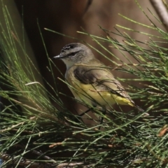 Acanthiza chrysorrhoa (Yellow-rumped Thornbill) at Isabella Pond - 22 Mar 2024 by RodDeb