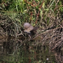 Poodytes gramineus (Little Grassbird) at Isabella Pond - 22 Mar 2024 by RodDeb