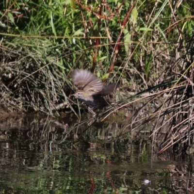Poodytes gramineus (Little Grassbird) at Tuggeranong Creek to Monash Grassland - 22 Mar 2024 by RodDeb
