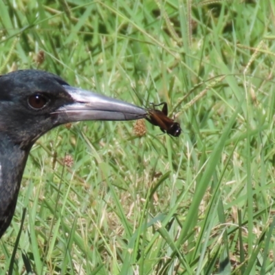 Teleogryllus commodus (Black Field Cricket) at Isabella Pond - 22 Mar 2024 by RodDeb