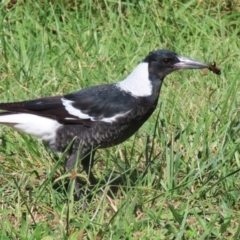 Gymnorhina tibicen (Australian Magpie) at Tuggeranong Creek to Monash Grassland - 22 Mar 2024 by RodDeb