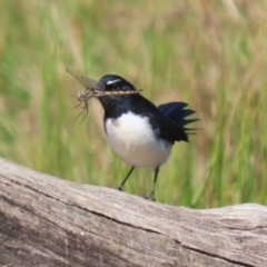 Rhipidura leucophrys (Willie Wagtail) at Isabella Pond - 22 Mar 2024 by RodDeb
