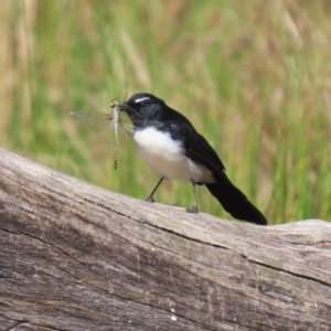 Rhipidura leucophrys at Tuggeranong Creek to Monash Grassland - 22 Mar 2024