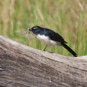 Rhipidura leucophrys at Tuggeranong Creek to Monash Grassland - 22 Mar 2024 01:41 PM