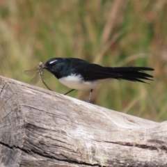 Rhipidura leucophrys at Tuggeranong Creek to Monash Grassland - 22 Mar 2024 01:41 PM