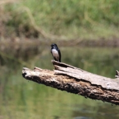 Rhipidura leucophrys at Tuggeranong Creek to Monash Grassland - 22 Mar 2024 01:41 PM