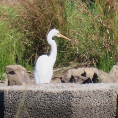 Ardea alba (Great Egret) at Isabella Pond - 22 Mar 2024 by RodDeb