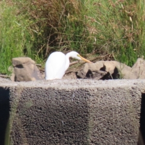 Ardea alba at Tuggeranong Creek to Monash Grassland - 22 Mar 2024