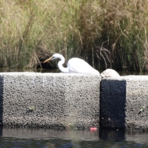 Ardea alba at Tuggeranong Creek to Monash Grassland - 22 Mar 2024