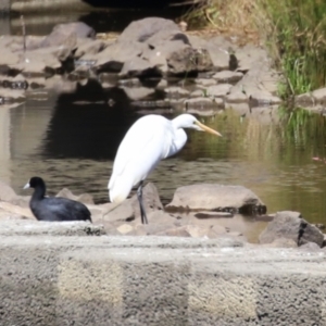 Ardea alba at Tuggeranong Creek to Monash Grassland - 22 Mar 2024