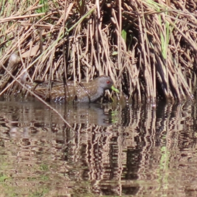 Porzana fluminea (Australian Spotted Crake) at Tuggeranong Creek to Monash Grassland - 22 Mar 2024 by RodDeb