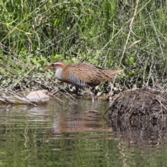 Gallirallus philippensis at Isabella Pond - 22 Mar 2024