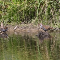 Gallirallus philippensis at Isabella Pond - 22 Mar 2024