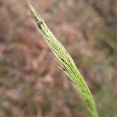 Dichelachne sp. (Plume Grasses) at Crace, ACT - 20 Mar 2024 by WalkYonder