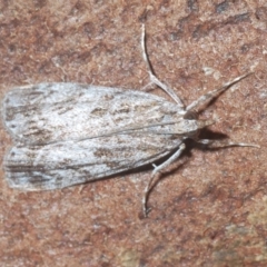 Scoparia (genus) (Unidentified Scoparia moths) at Percival Hill - 20 Mar 2024 by Harrisi