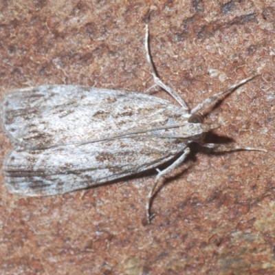 Scoparia (genus) (Unidentified Scoparia moths) at Nicholls, ACT - 20 Mar 2024 by Harrisi