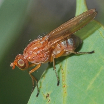 Rhagadolyra magnicornis (Lauxaniid fly) at Mount Taylor - 11 Mar 2024 by Harrisi